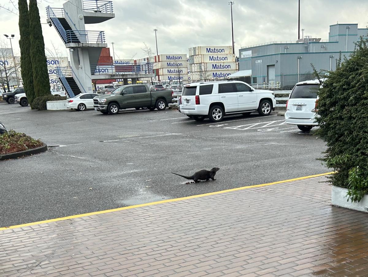 Otter in the Port parking lot