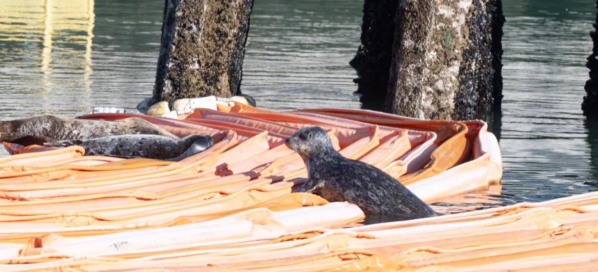 Three seals lie on orange floating booms