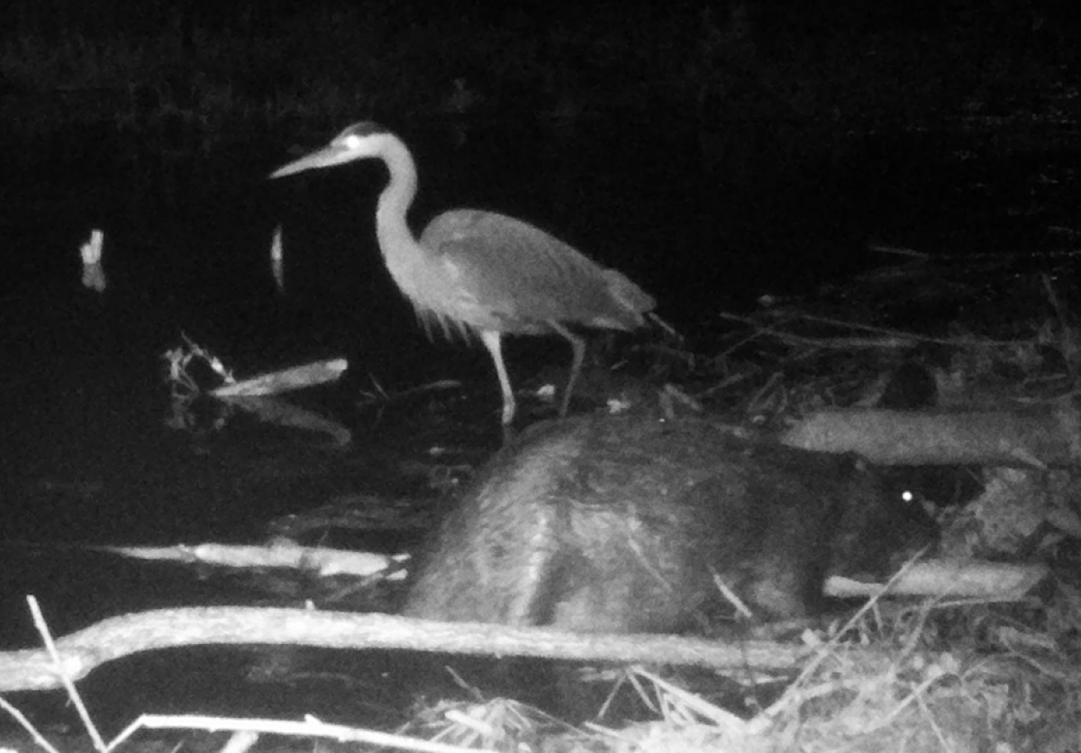 Nighttime black and white photo of a beaver in the foreground, great blue heron behind.